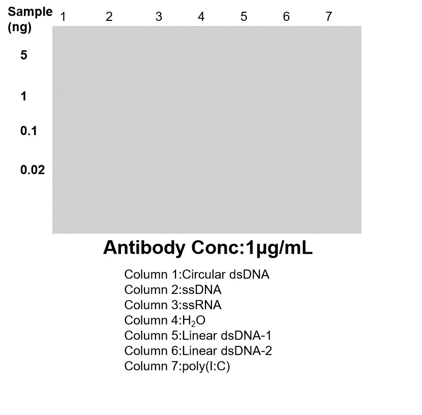 Dot Blot experiment of / using 85855-1-RR